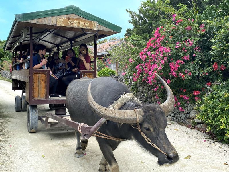 Tourists ride through Taketomi Island's traditional village on a water buffalo cart, passing vibrant pink bougainvillea