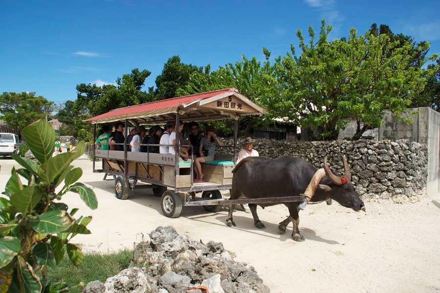 Tourists experience a traditional water buffalo cart ride through Taketomi Island
