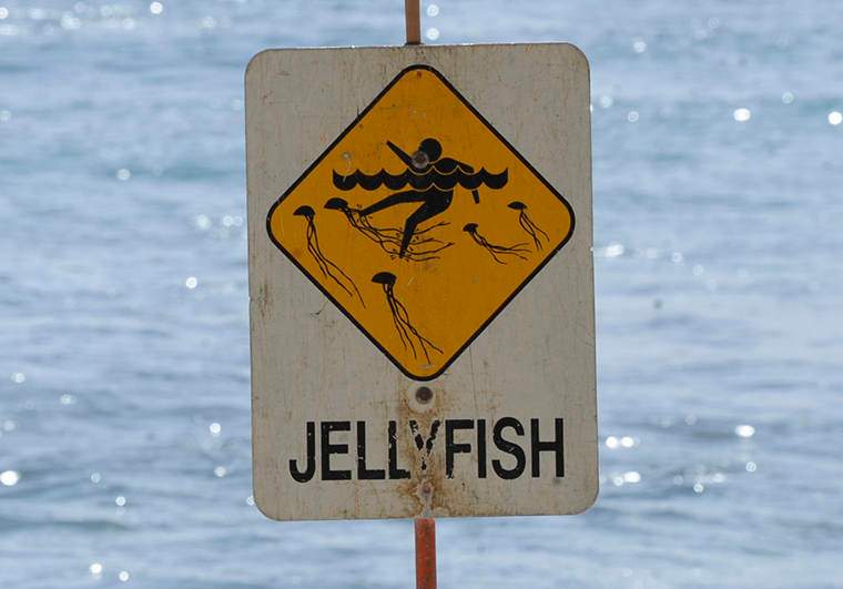 Box jellyfish advisory issued, first responders treat multiple jellyfish stings