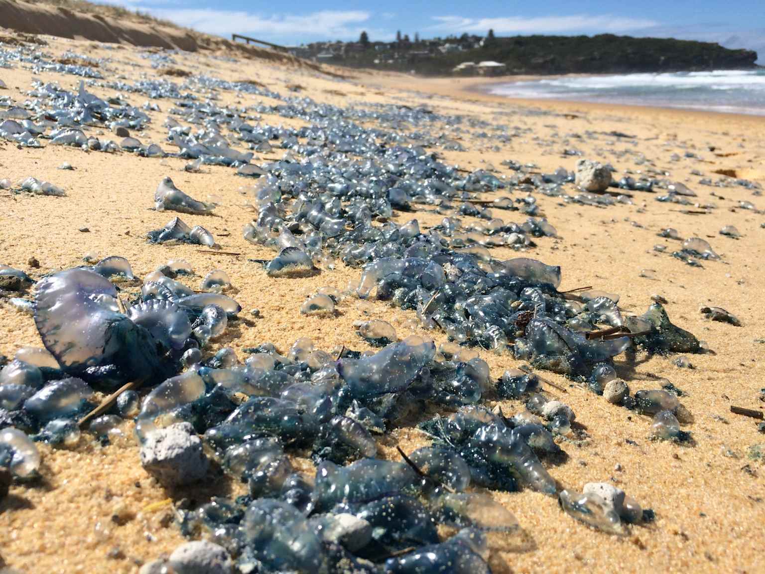 Numerous Portuguese men-of-war cover a sandy beach, posing a hidden danger to beachgoers