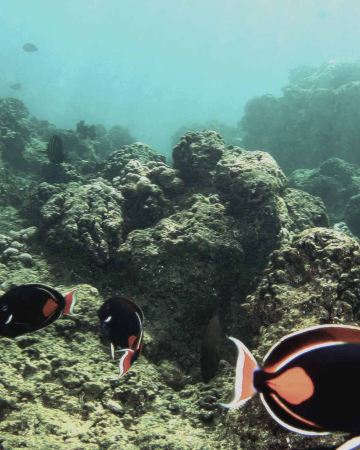 An underwater view of a coral reef with fish, highlighting the natural environment that can pose a risk of coral cuts