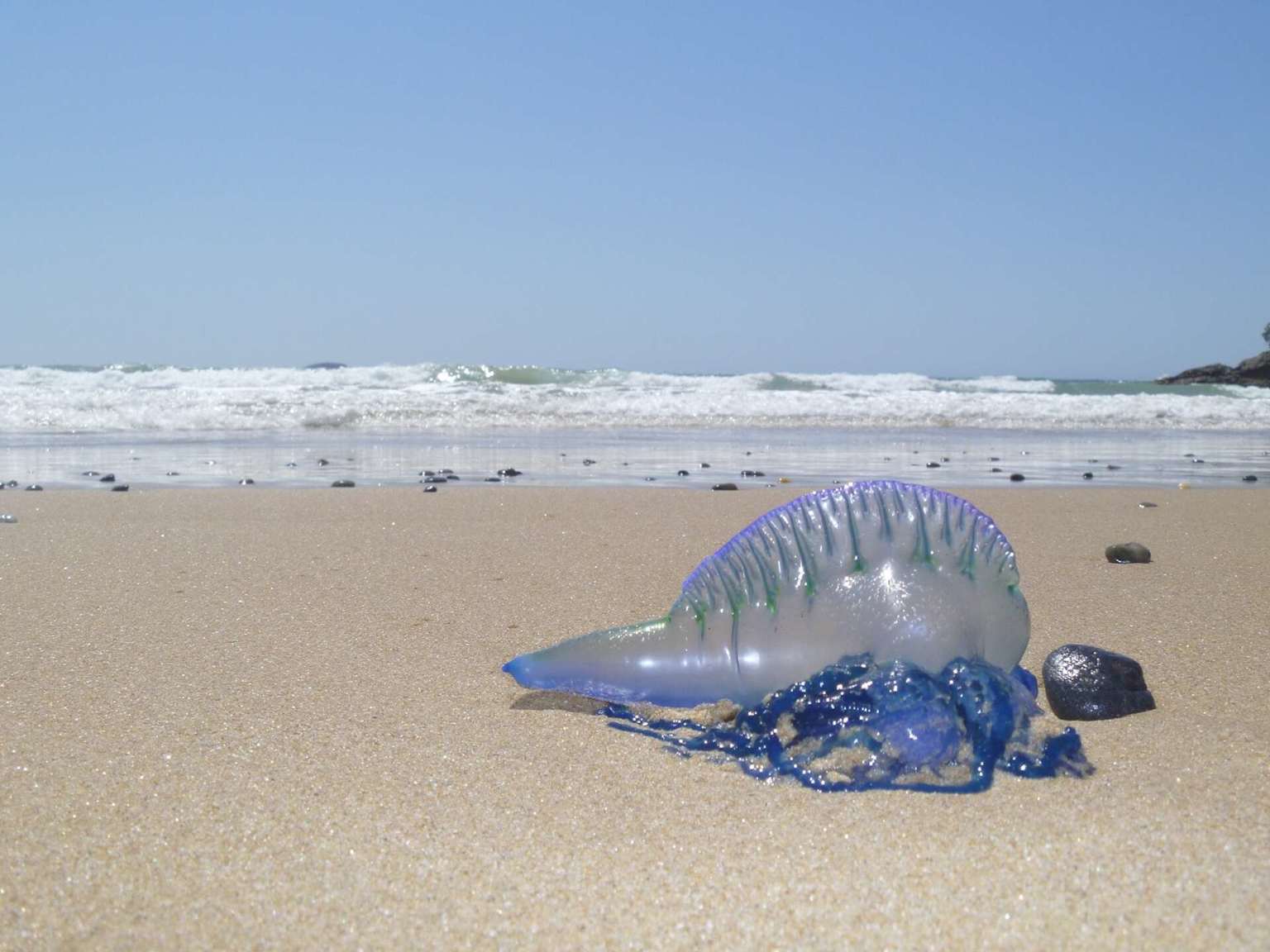 A Portuguese man-of-war washed ashore on a Hawaiian beach, illustrating a potential marine hazard