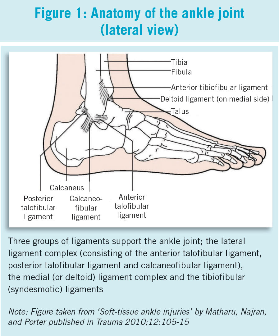 Lateral view anatomical diagram illustrating the bones and key ligaments of the ankle joint.