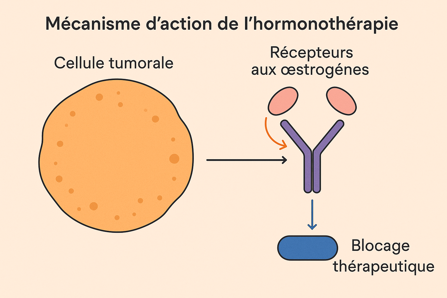 Mécanisme d'action de l'hormonothérapie au niveau cellulaire