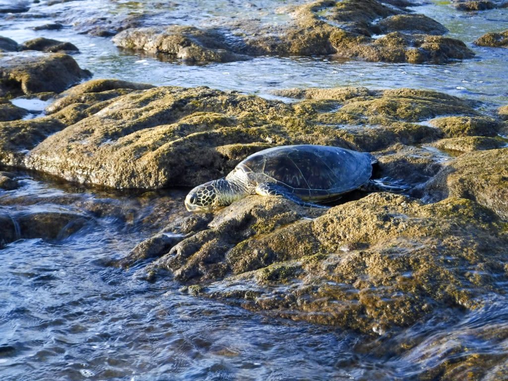 A green sea turtle rests on volcanic rocks at the ocean's edge in Hawaii, highlighting the importance of responsible wildlife encounters