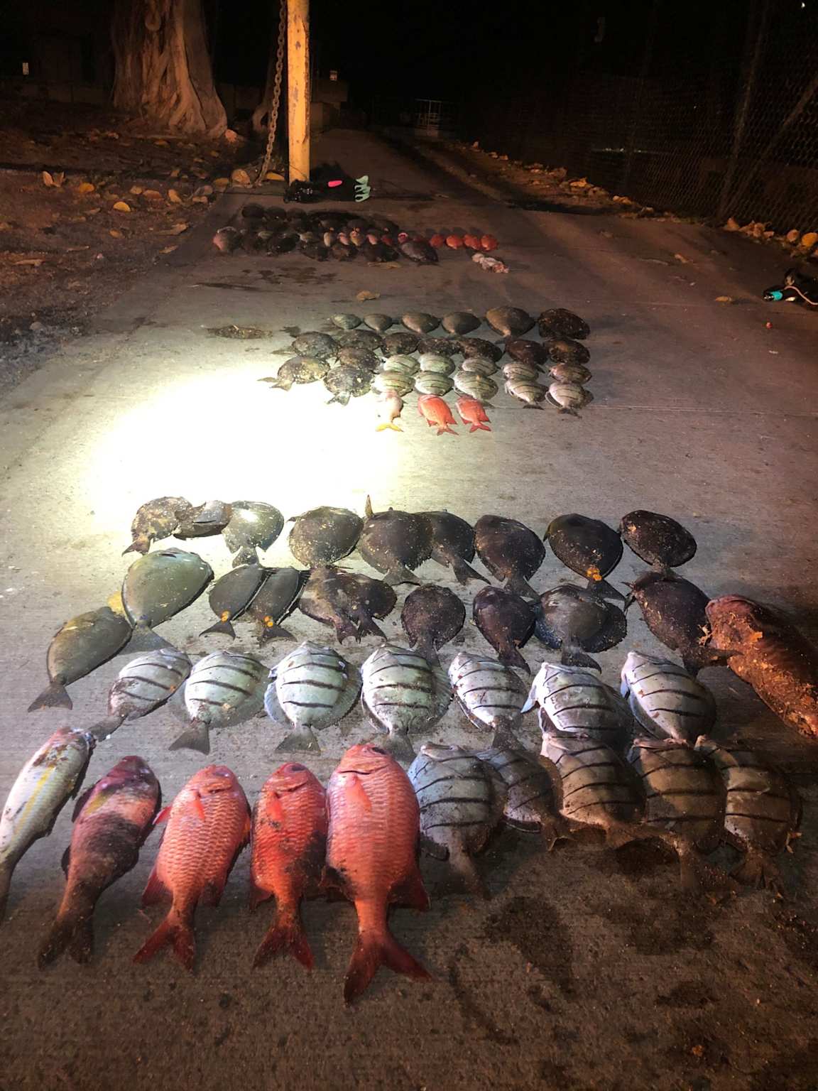 A large haul of confiscated marine life, likely from an illegal fishing operation in Hawaii