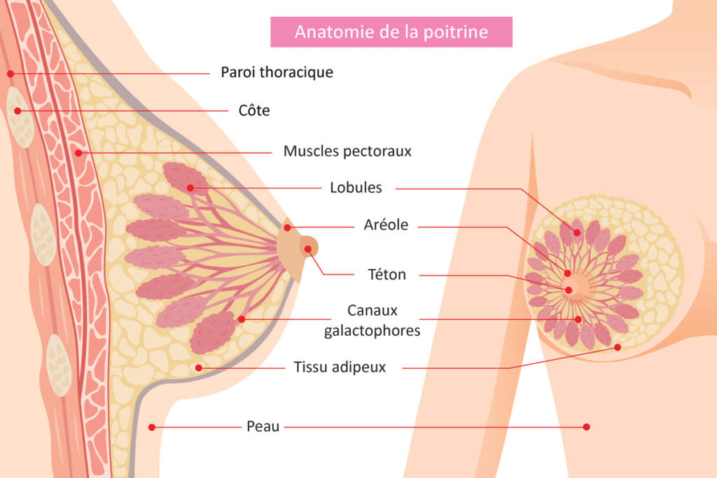 Anatomical illustration detailing the internal and external structures of the female breast, including lobules, ducts, and surrounding tissues