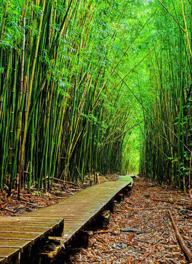 A wooden boardwalk winds through the dense, vibrant bamboo forest on Maui's Pipiwai Trail, a must-see on the Road to Hana hike