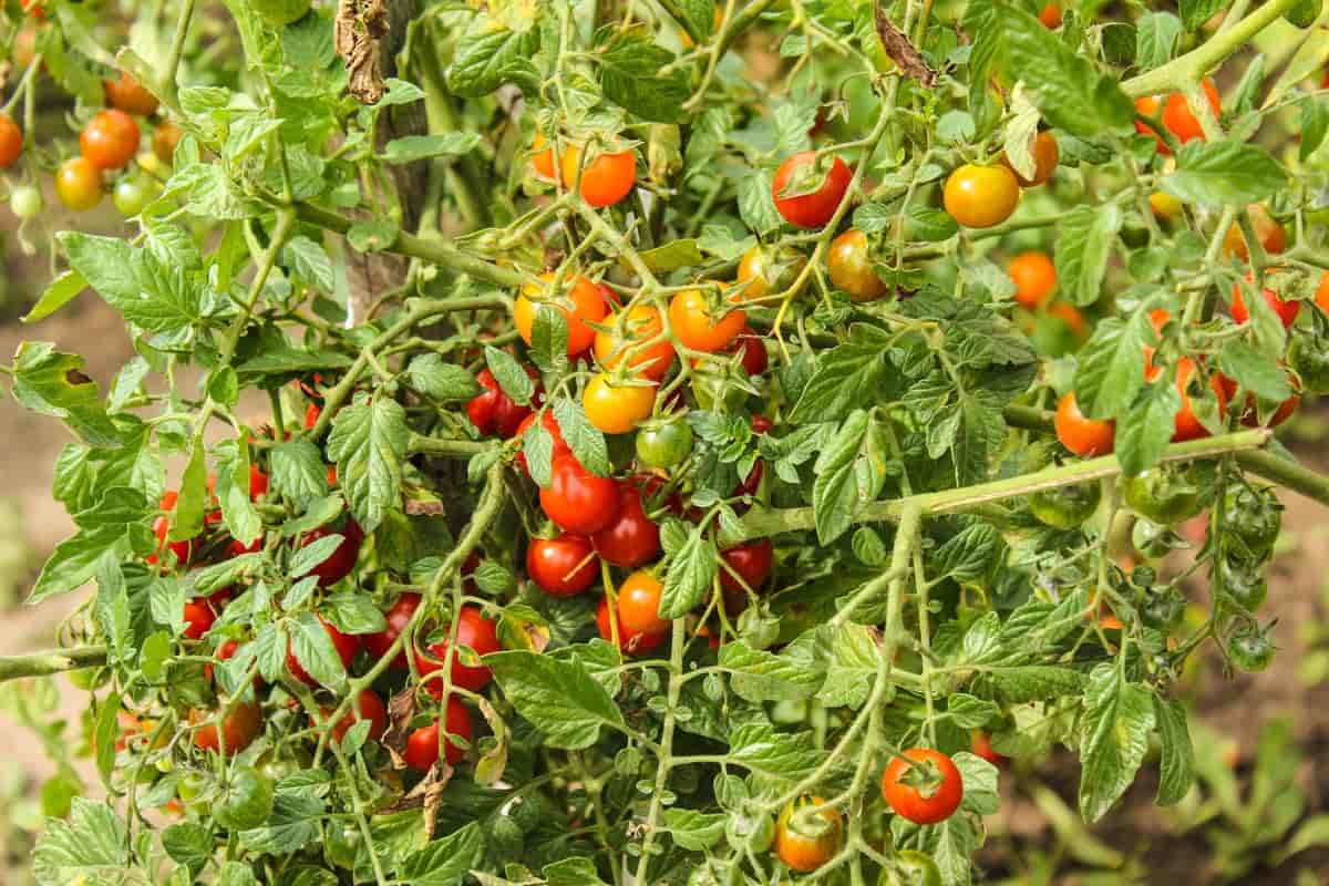 Traditional tomato plant with clusters of ripening tomatoes grown in an Indian field