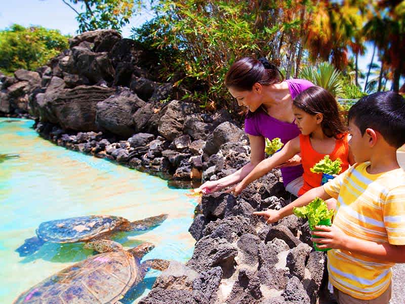 A family feeds sea turtles from green cups at a water enclosure in Sea Life Park Hawaii