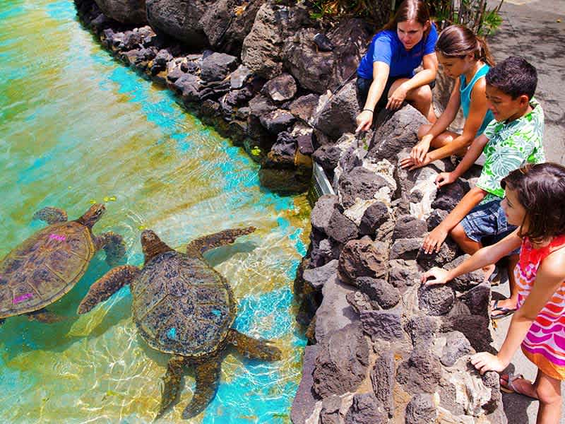 Visitors observe and interact with green sea turtles at Sea Life Park Hawaii