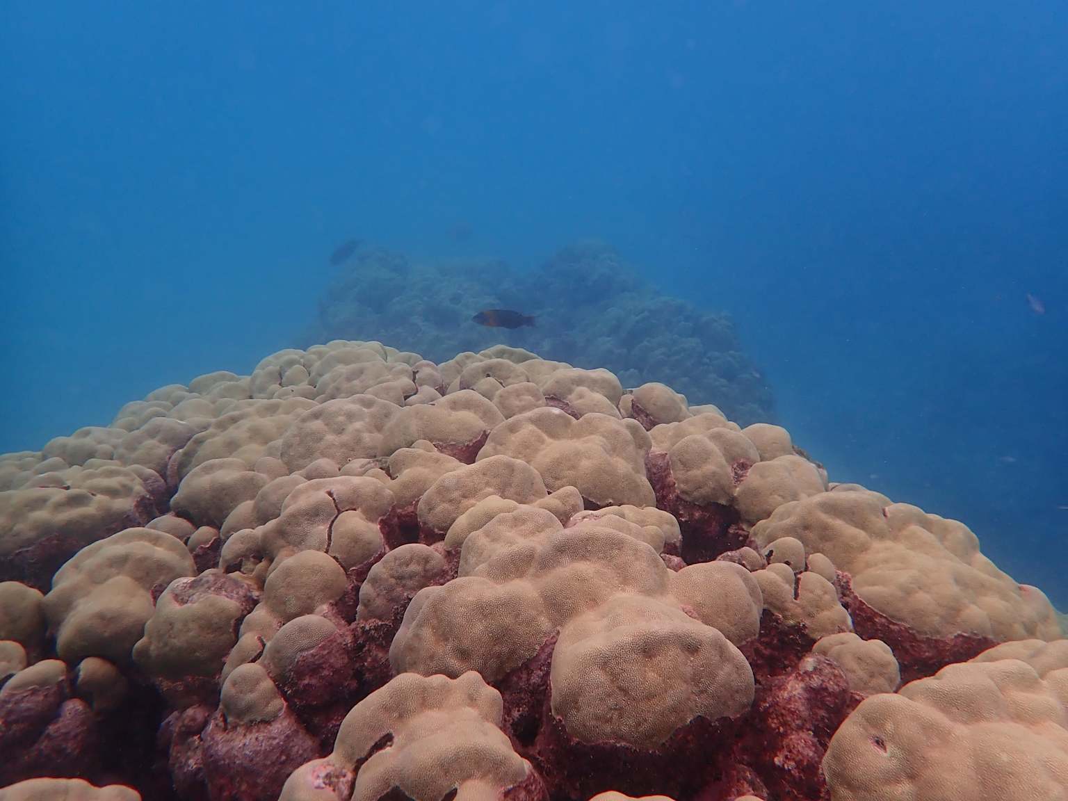 The intricate coral formations of Hanauma Bay, a delicate ecosystem that thrives in its protected waters