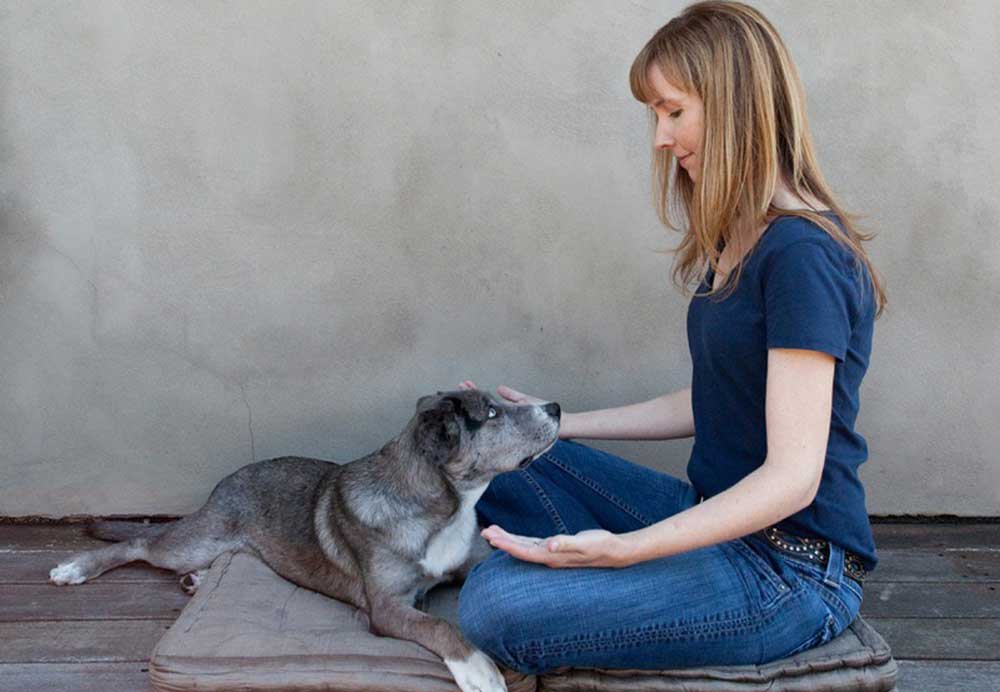 An animal reiki practitioner calmly interacts with a dog during a session.