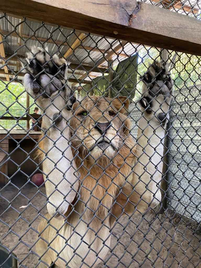 A lion looks through a chain-link fence with its paws raised.