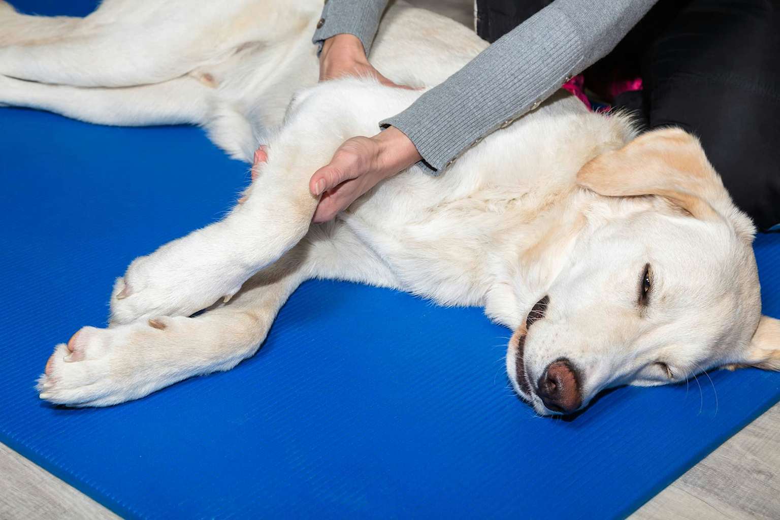 A light-colored dog lies calmly on a blue mat while receiving a gentle, hands-on treatment.