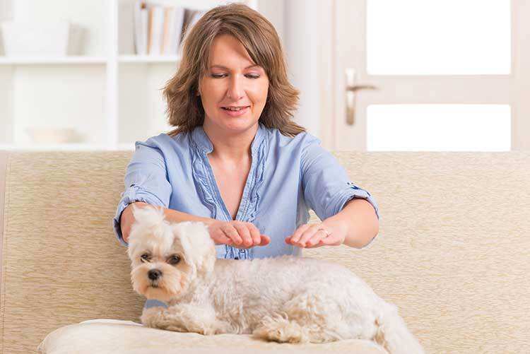 A woman performs reiki on a small white dog resting calmly on a couch.