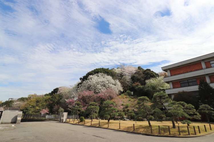 Exterior view of 清泉女学院高校 campus with blooming trees and a red brick school building