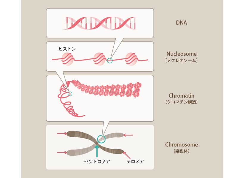 Diagram showing DNA structure from nucleosome to chromosome, highlighting telomeres related to aging and cell replication