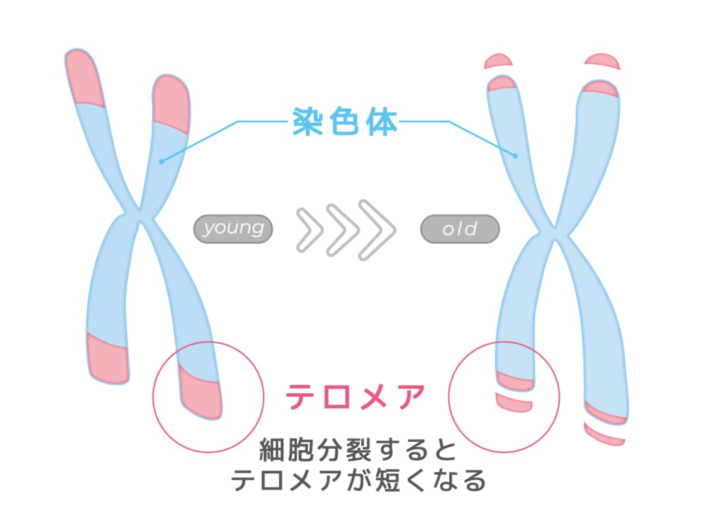 Illustration showing how telomeres shorten on chromosomes as cells age and divide, related to aging research
