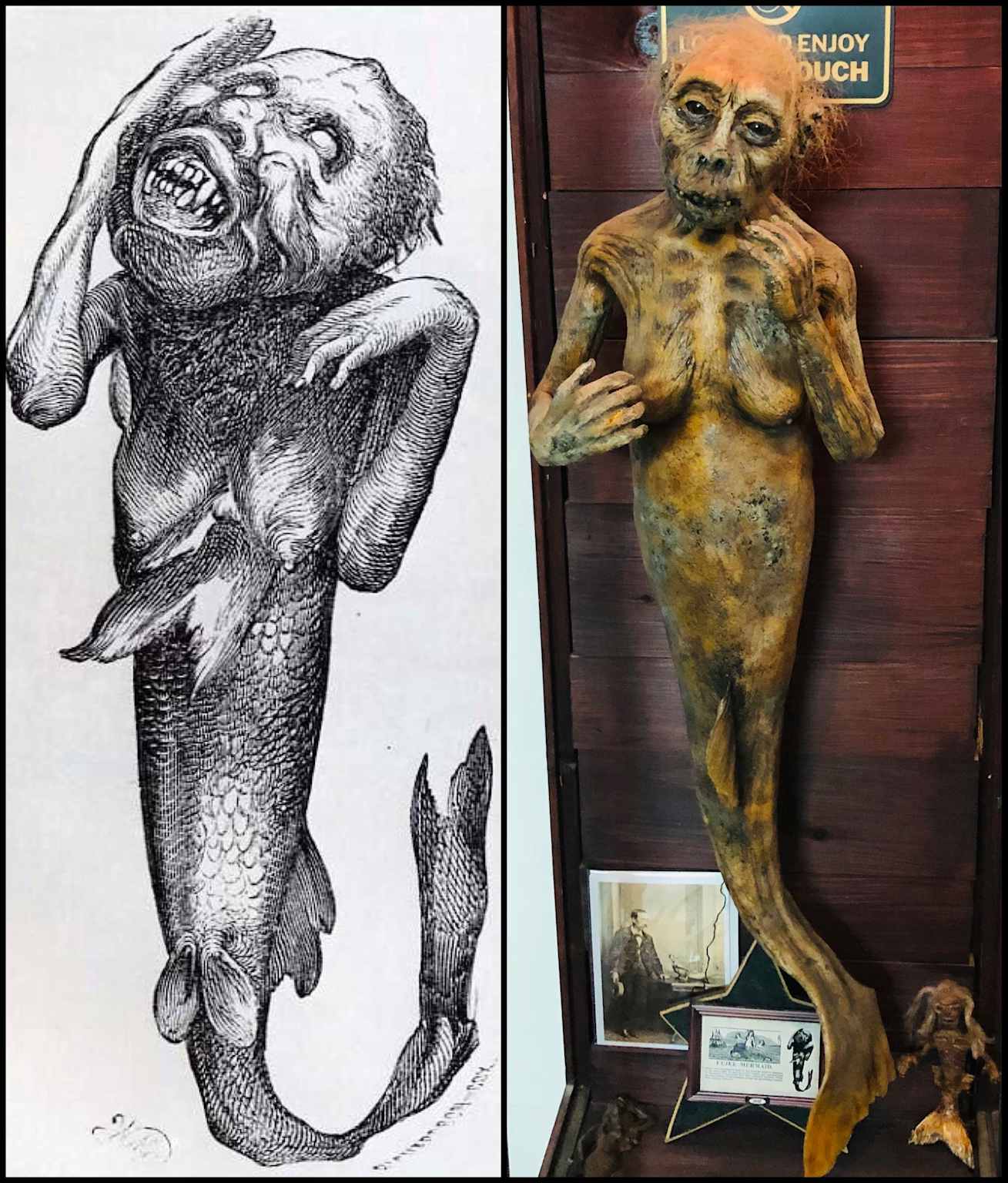 The Feejee Mermaid: a historical mermaid hoax depicted in illustration and museum sculpture form