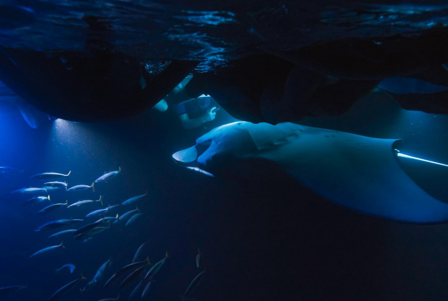 Nighttime snorkeling with manta rays at Keauhou Bay in Hawaii offers a mesmerizing underwater experience