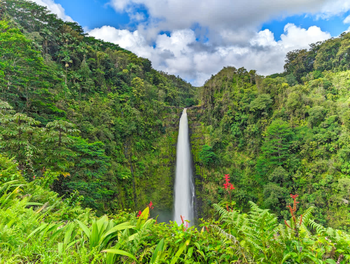 Akaka Falls on Hawaii's Big Island flows through lush tropical jungle, showcasing one of the island's most iconic waterfalls