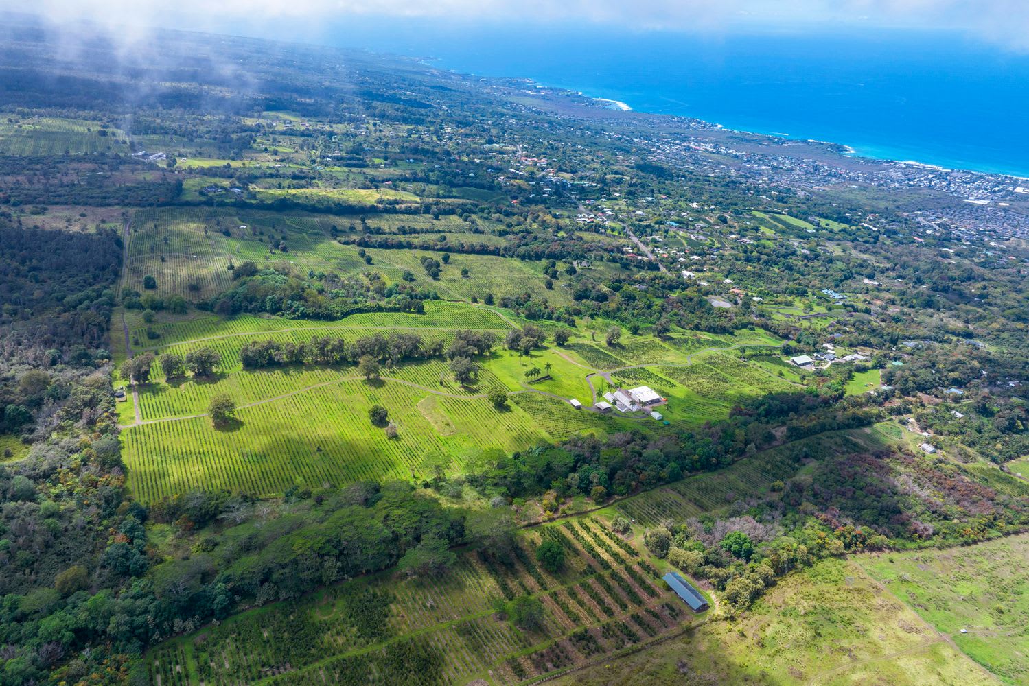 Aerial view of a sprawling coffee farm in Holualoa on the Big Island showcasing lush greenery, mountain vista, and nearby coastline