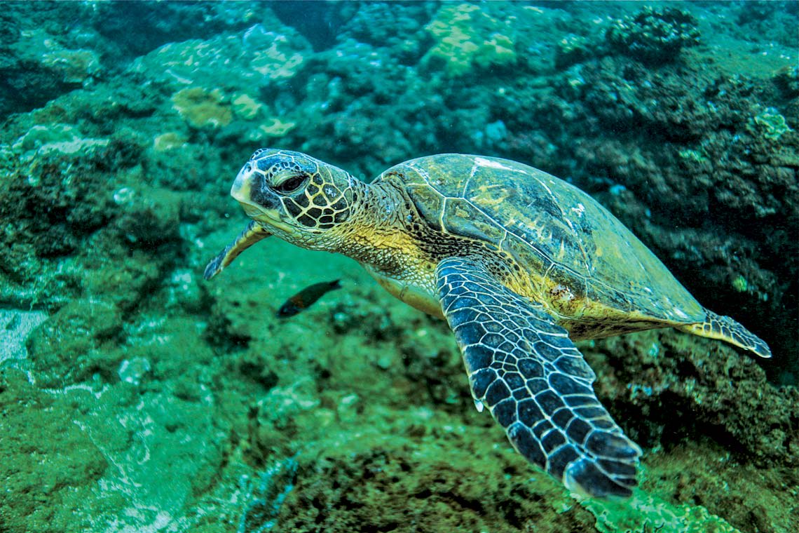 A Hawaiian green sea turtle (honu) swimming near coral reefs, a common and beloved sight for snorkelers in Hawaii