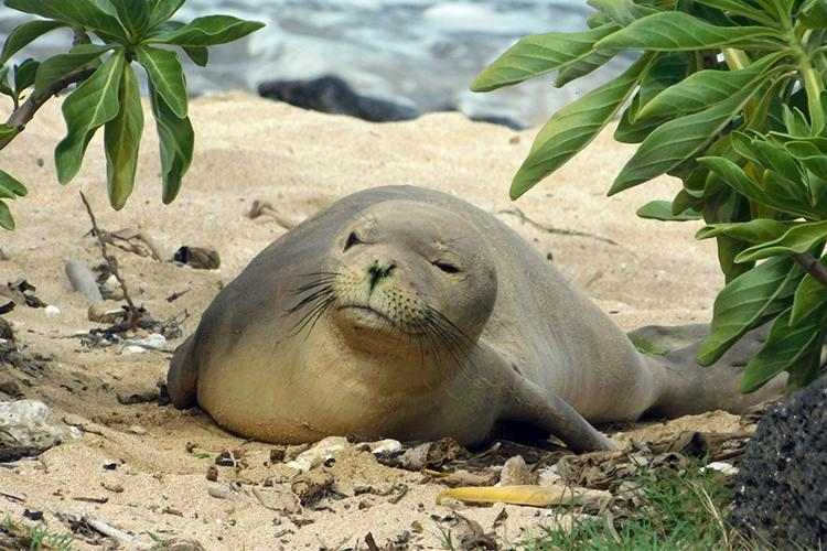 Hawaiian monk seal resting peacefully on a beach in its natural habitat, highlighting the importance of respecting wildlife in Hawaii