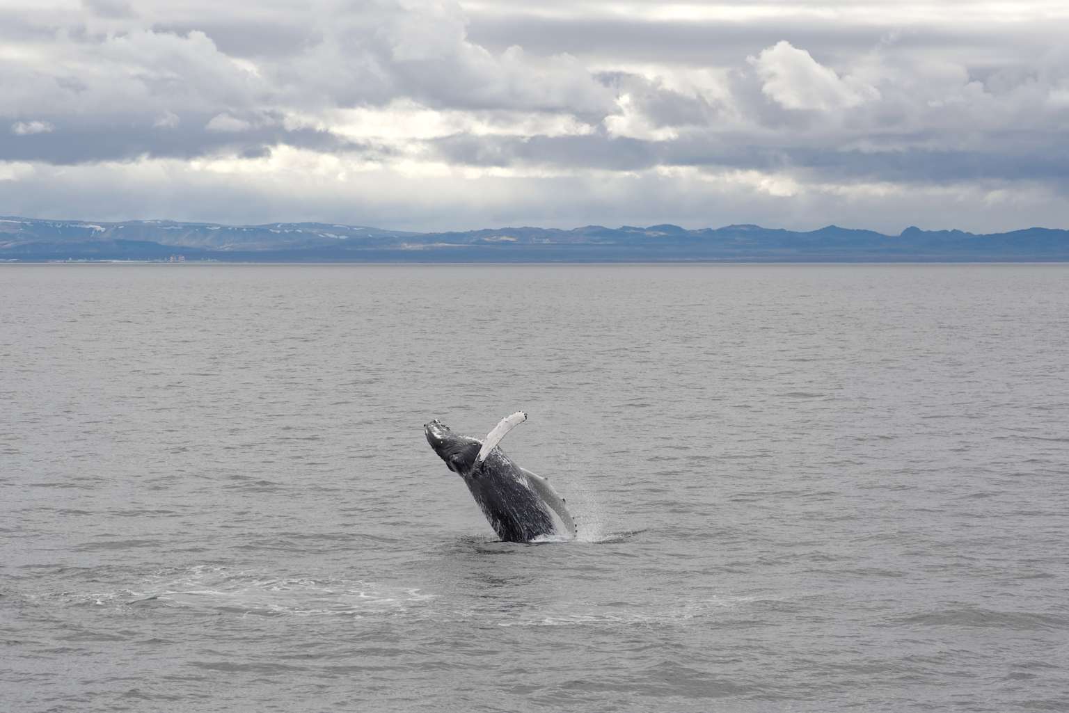 Humpback whale in Faxafloi Bay with Icelandic mountains