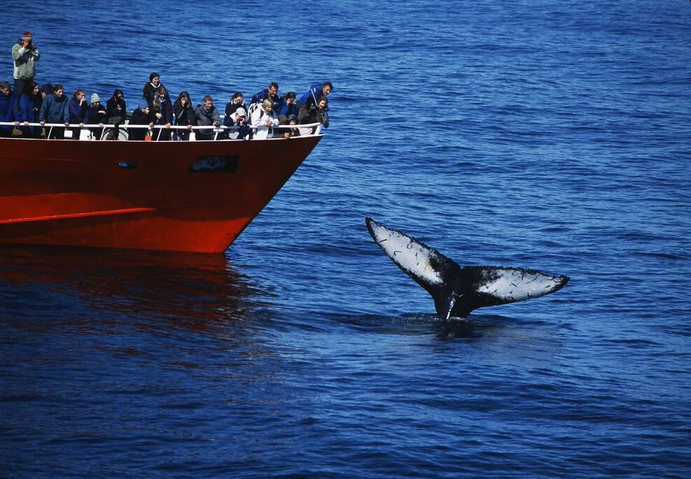 Tourists watching humpback whale from boat in Faxafloi Bay