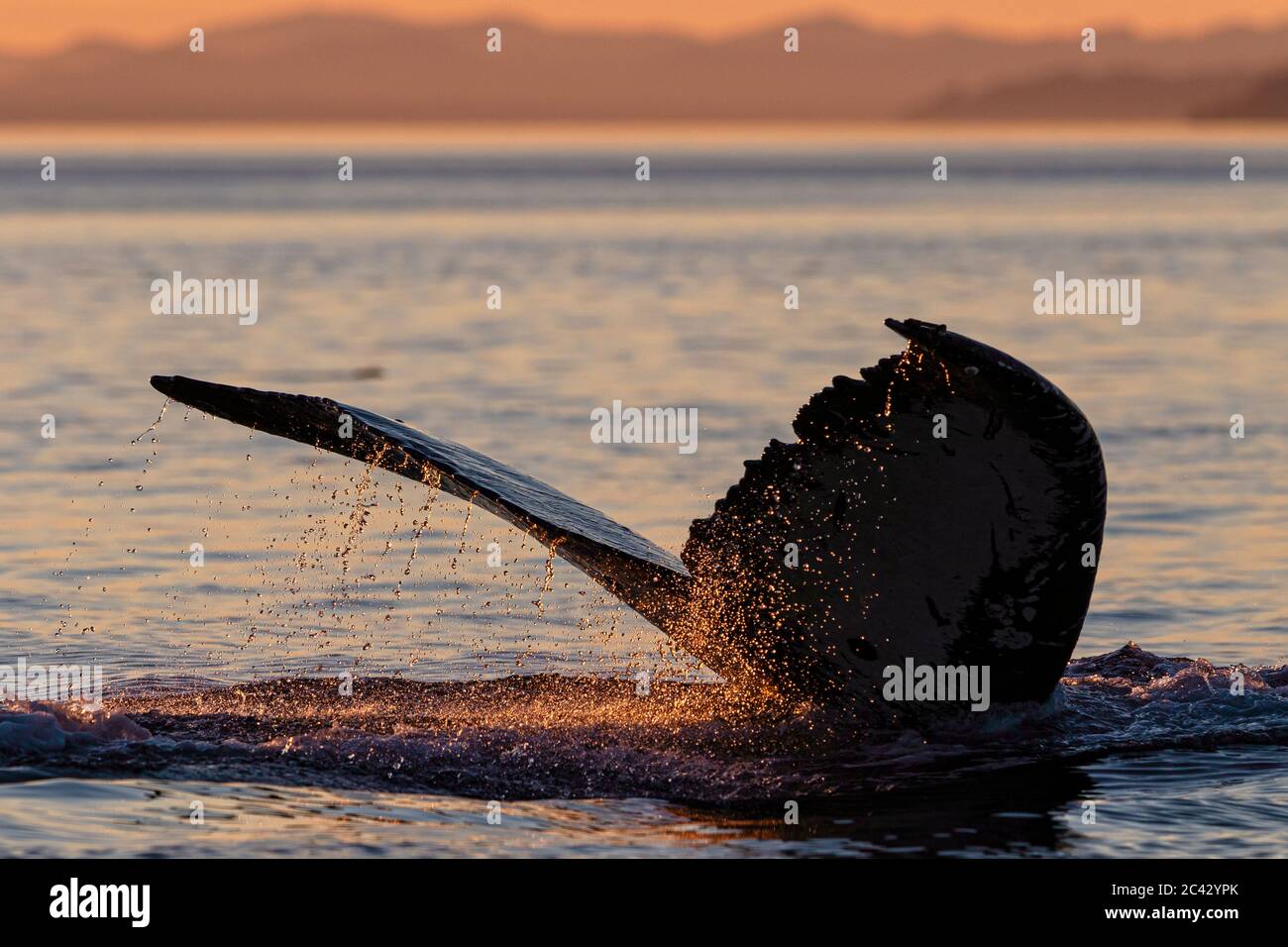 Humpback whale tail at sunset in Iceland