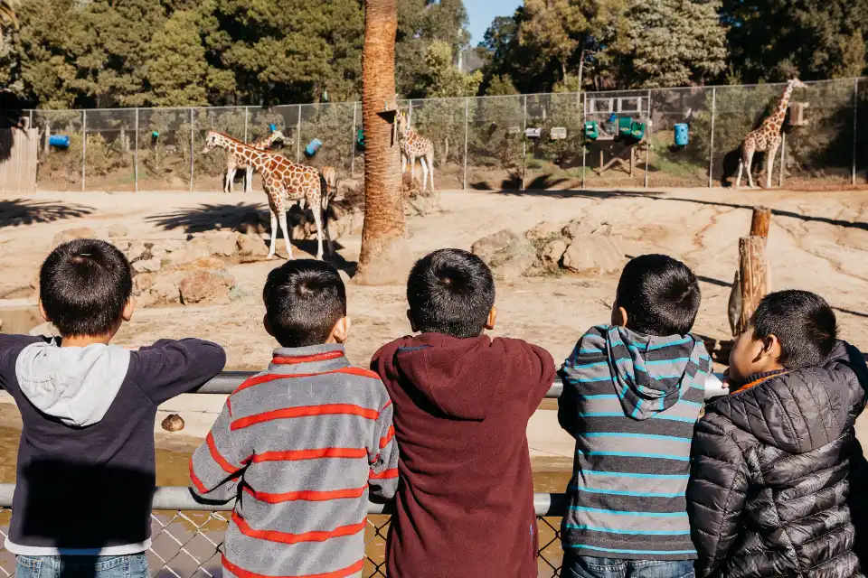 Children observing giraffes in an outdoor exhibit at the Oakland Zoo, showcasing family-friendly zoo activities