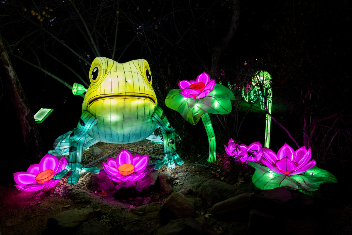 Glowfari Lantern Festival at Oakland Zoo features vibrant illuminated frog and lotus flower lanterns at night