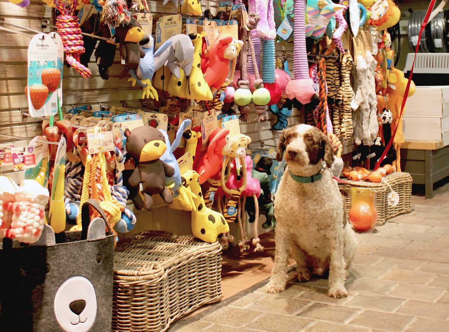 Brinquedos para cães