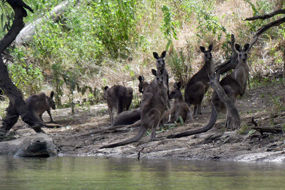 Group of kangaroos along a riverbank in the natural habitat near the Murray River, Australia