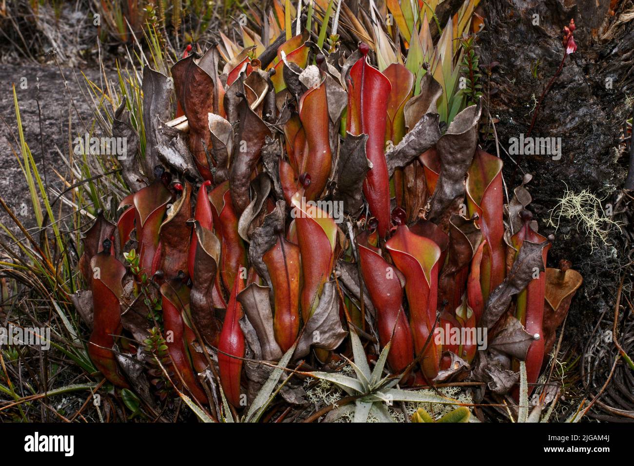Close-up of Heliamphora nutans, a carnivorous pitcher plant endemic to Mount Roraima, showcasing exotic flora