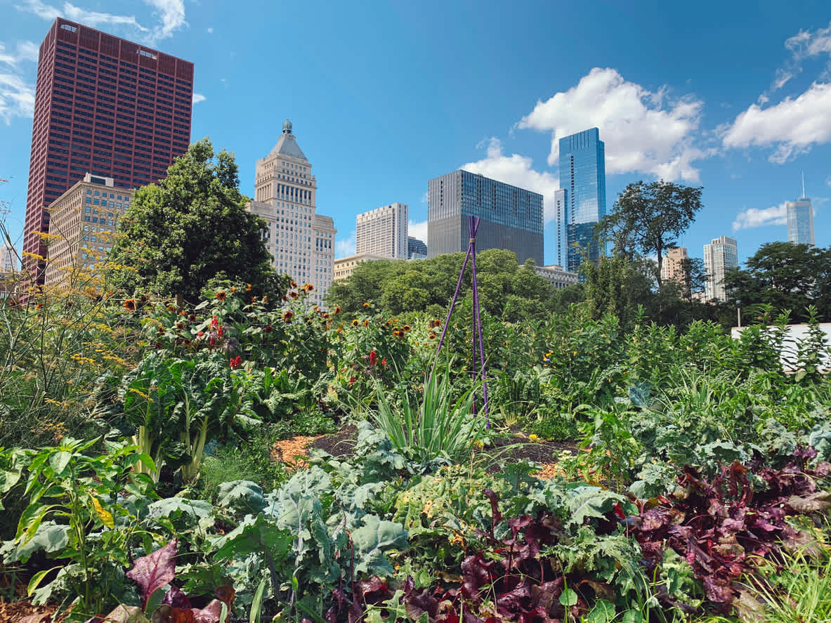 Urban community garden flourishing with fresh produce against a city skyline, showcasing urban agriculture in action.