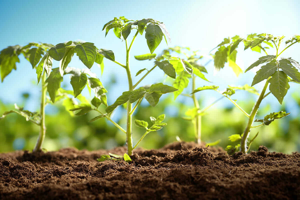 Healthy tomato seedlings growing in fertile soil representing the early transplantation stage of tomato crop growth in farming