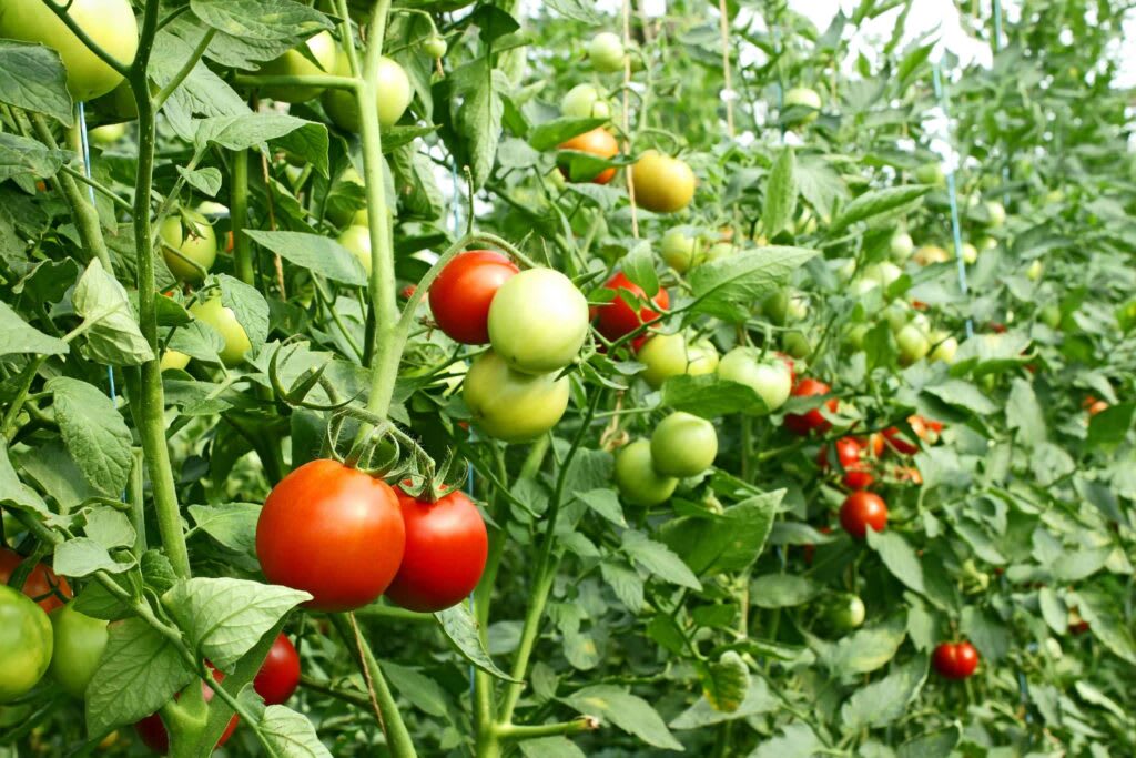 Tomato plants showing fruits at various ripening stages from green to ripe red, illustrating key stages before harvest