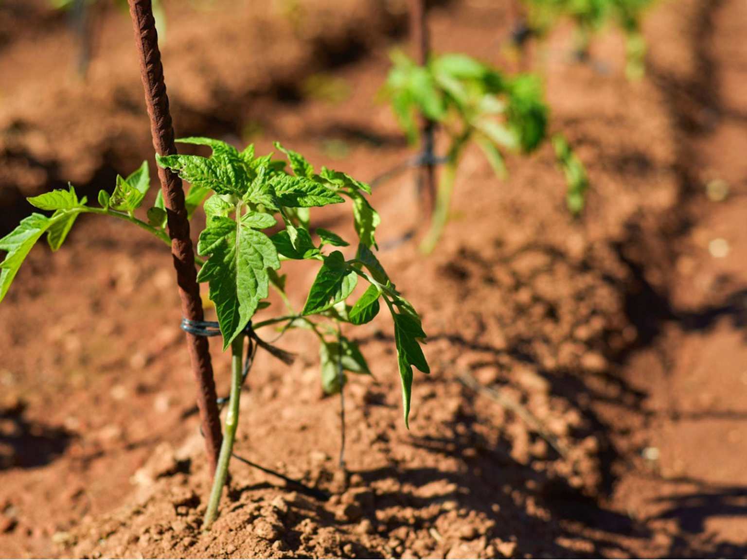 Young tomato plants growing in rows with proper spacing supported by stakes in a well-prepared field