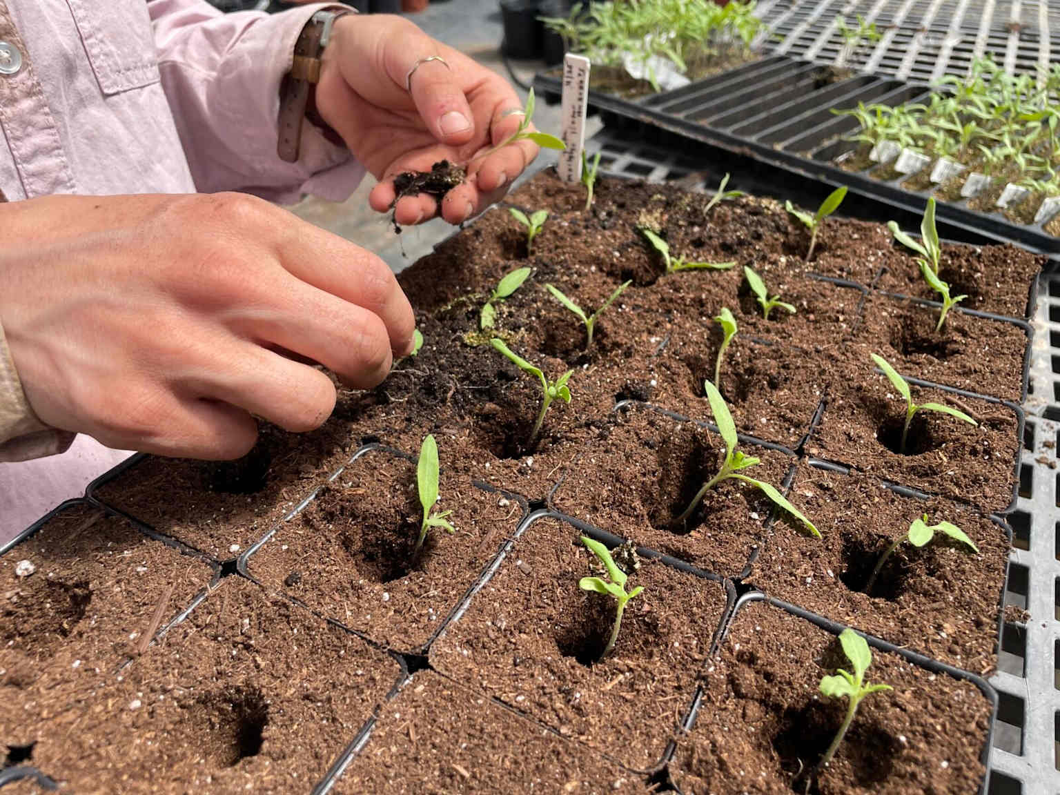 Transplanting tomato seedlings into individual seedling trays for better growth in a nursery setting