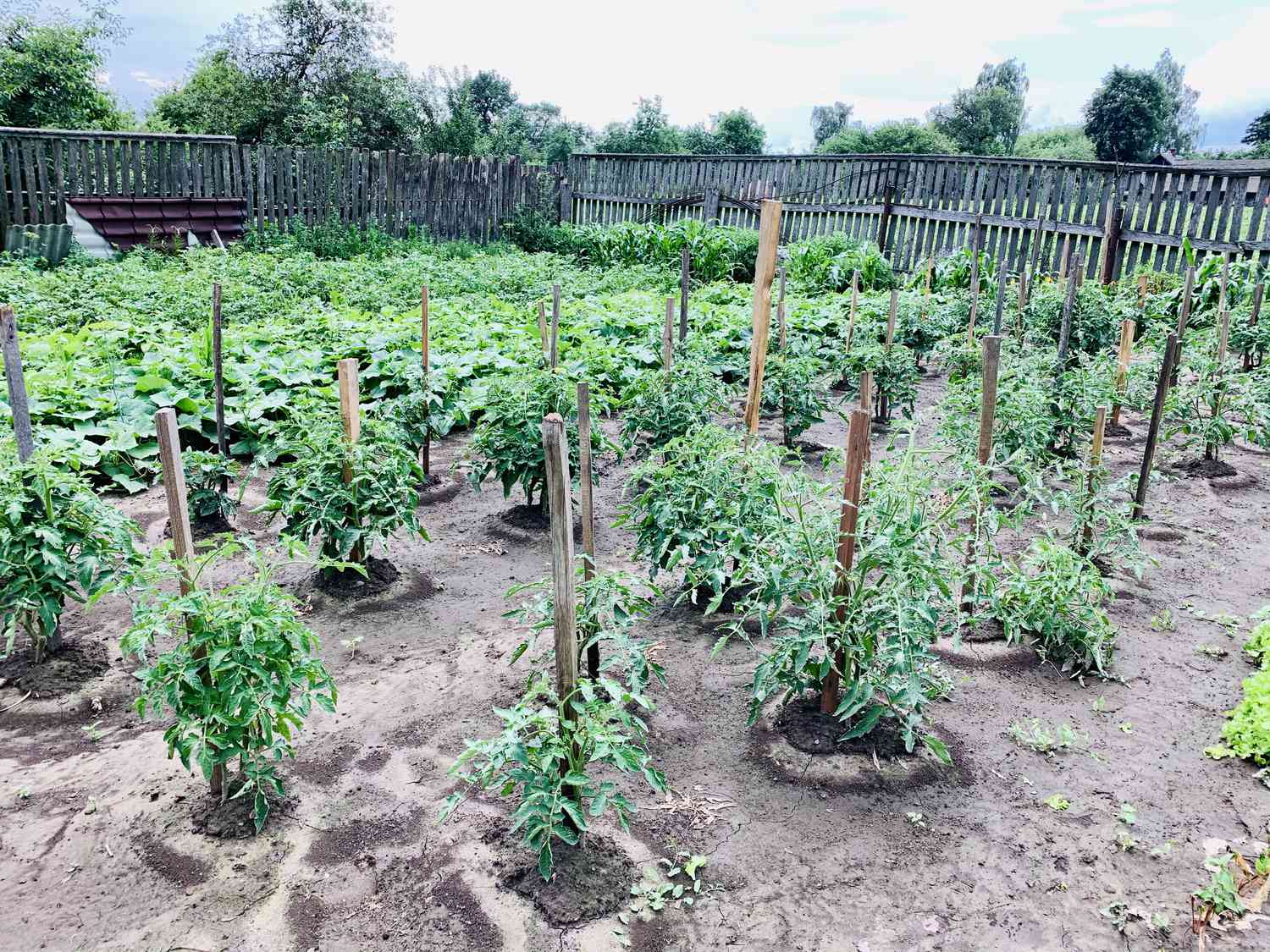 Tomato plants growing in evenly spaced rows with wooden stakes for support in a fenced outdoor field