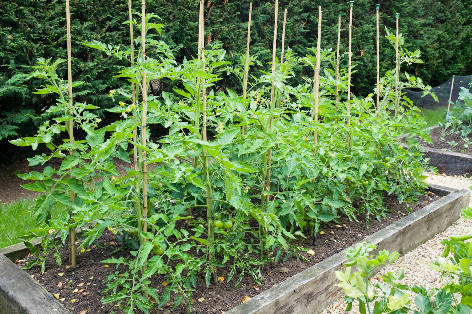 Tomato plants growing in raised beds, staked and spaced to prevent overcrowding and encourage healthy growth