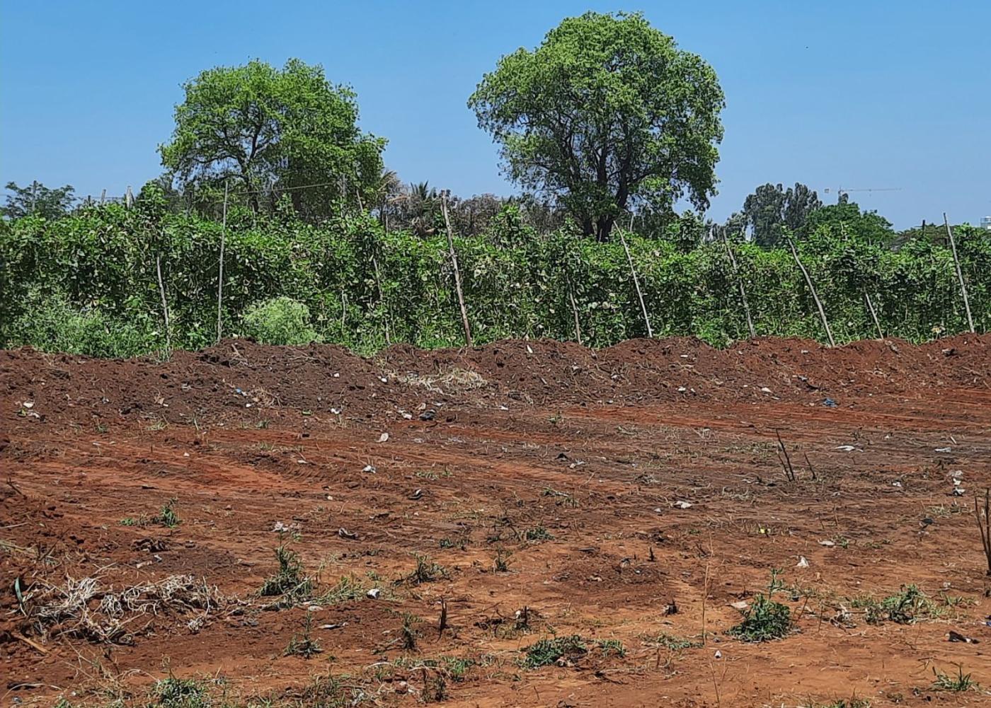 Lush green agricultural plot with rich red soil, characteristic of the fertile land in Soraba, Shimoga, ideal for development.