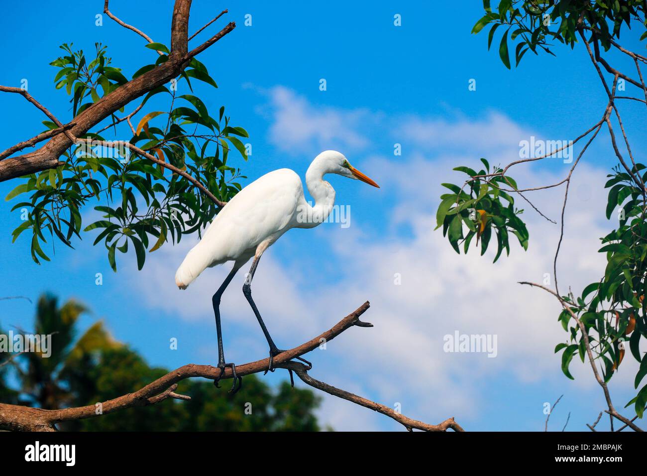 A white egret perched on a tree branch in the Kerala backwaters region under a clear blue sky