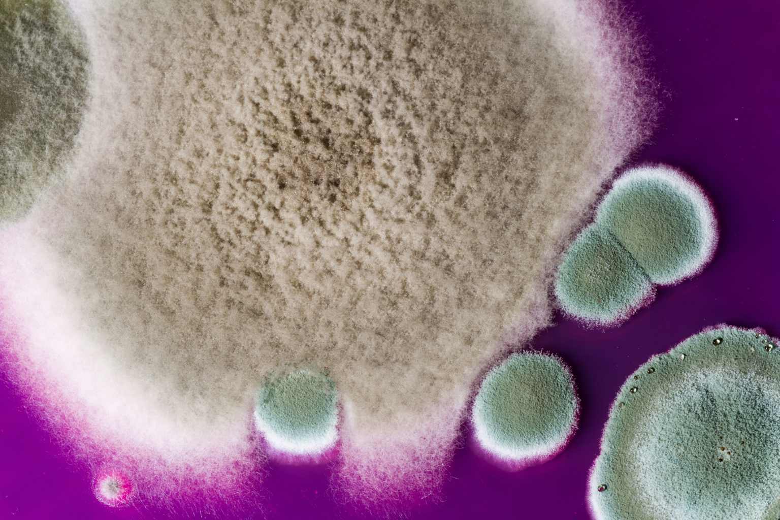 Fungal and mold colonies grown on a petri dish illustrating microbial contamination in compressed air systems