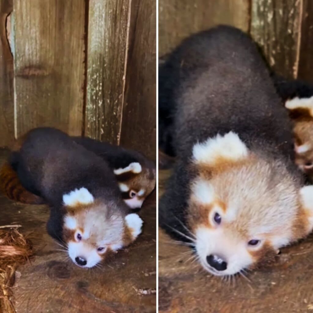 Two red panda cubs born at Himalayan Zoological Park, Sikkim, symbolizing a conservation success story