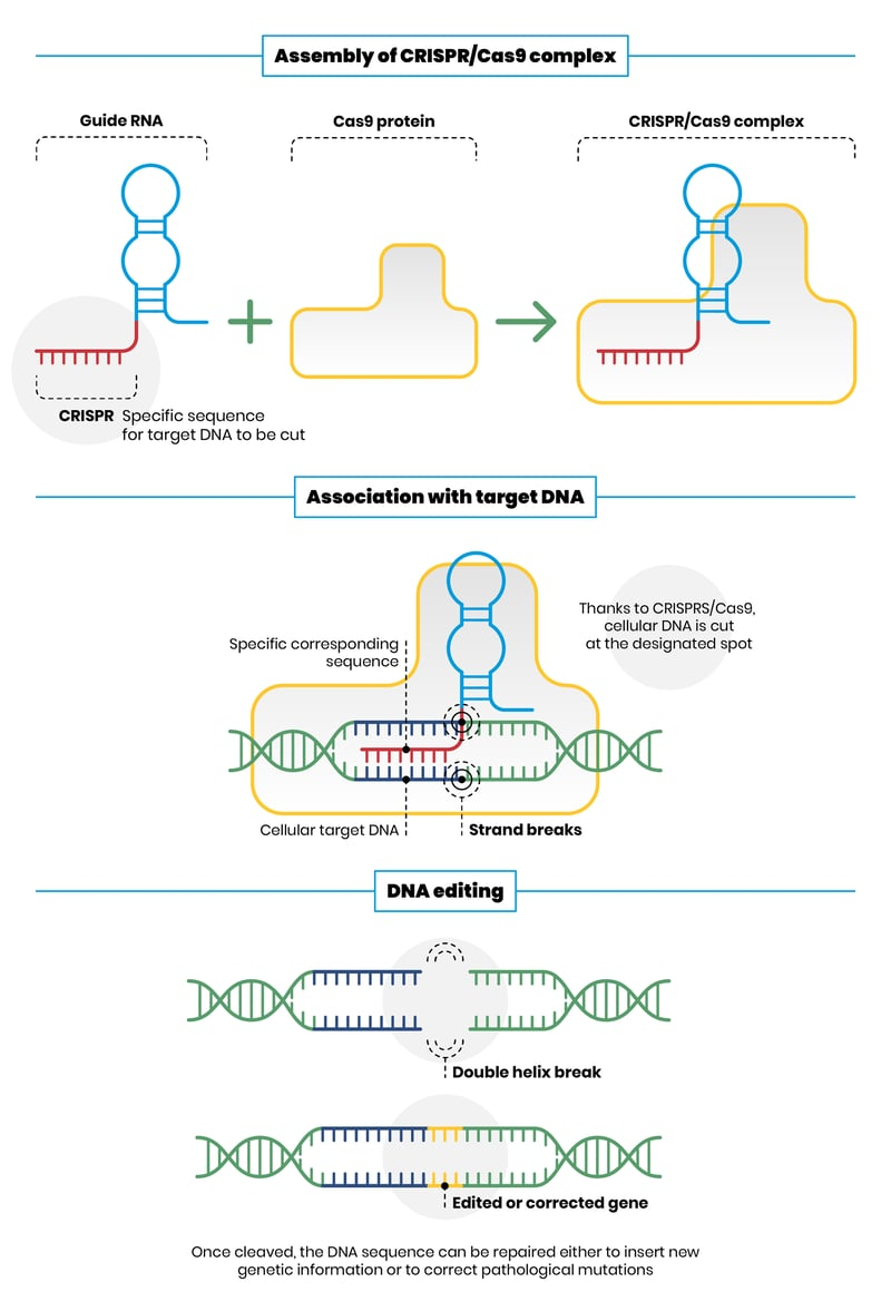 CRISPR inverte perdita memoria età attraverso editing genetico DNA