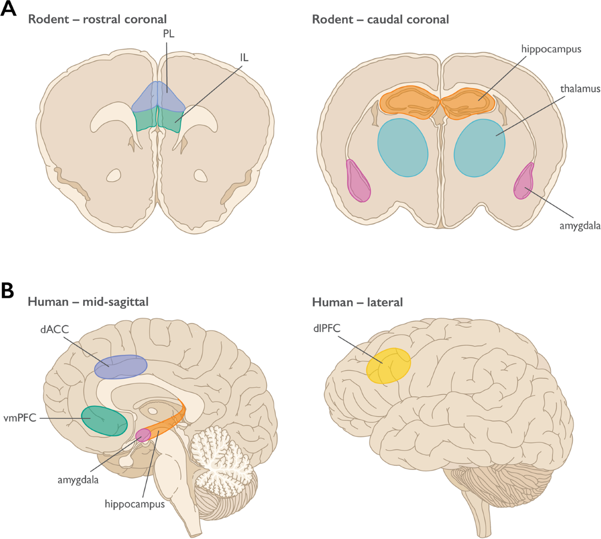 Brain regions involved in emotion and limbic system functions in rodents and humans, including the prefrontal cortex, amygdala, hippocampus, and other related structures.